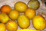Дыни- плоды различных сортов "мускатного" сортотипа
