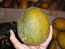 Зрелый плод дыни сорта "Смоленская Суперсладкая"